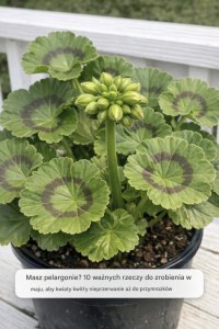 Masz pelargonie? 10 ważnych rzeczy, które musisz zrobić w maju, aby cieszyć się nieprzerwanym, bujnym kwitnieniem aż do przymrozków. ❤️ Wysłałam go tym, którzy mi podziękowali.