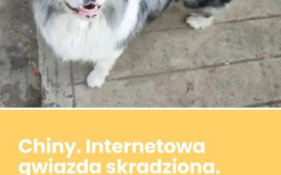 Chiny. Internetowa gwiazda skradziona. Zjedli go w restauracji