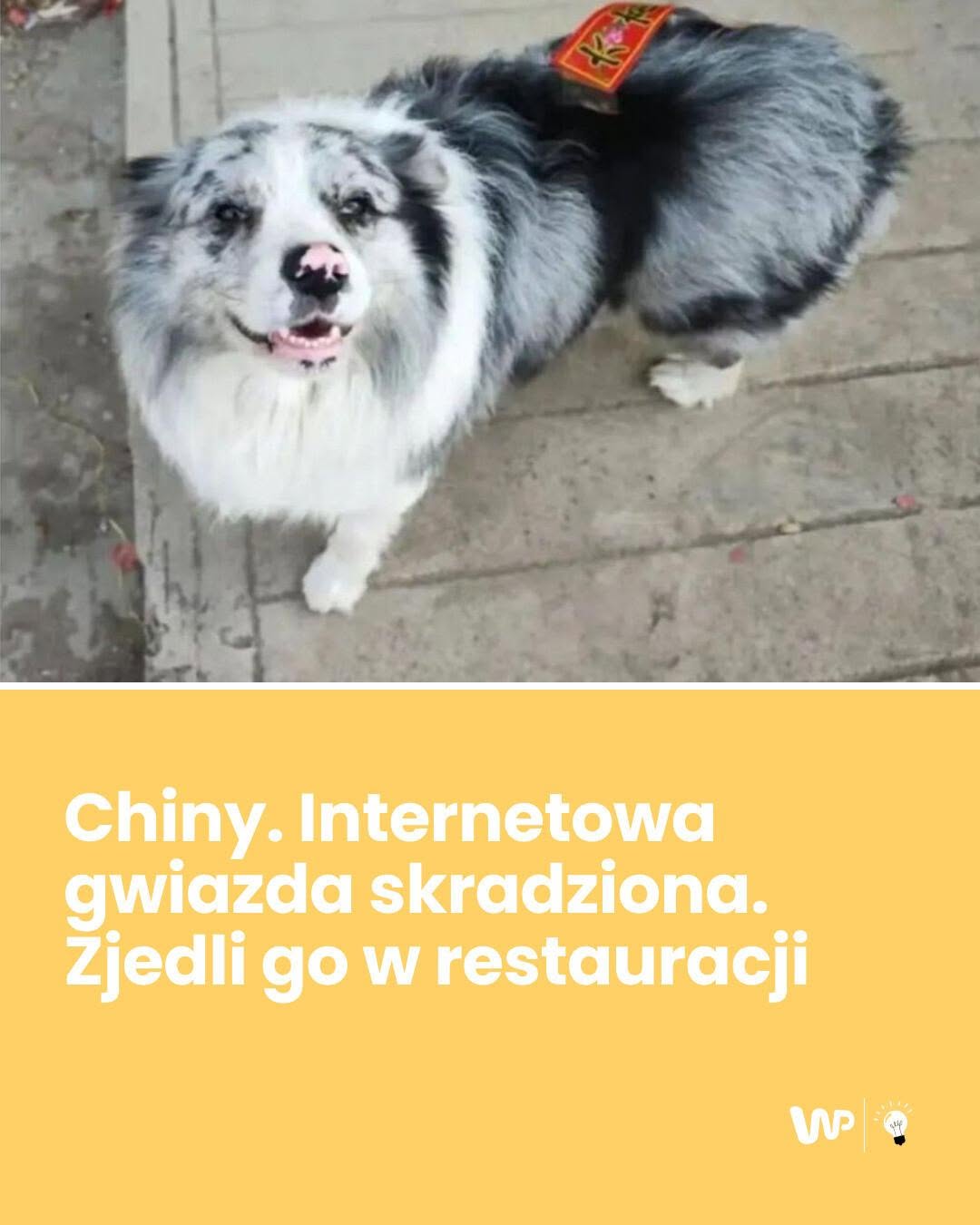 Chiny. Internetowa gwiazda skradziona. Zjedli go w restauracji